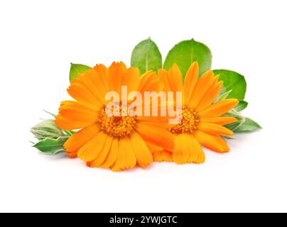 Fiore Marigold su sfondo bianco primo piano Foto Stock