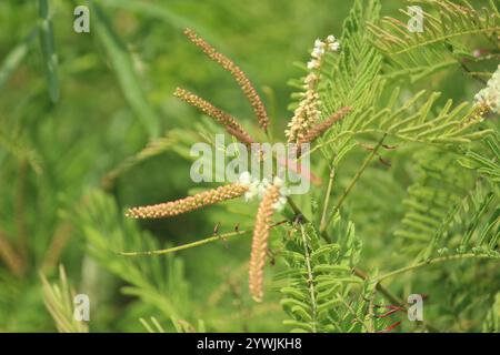 Catechu (Senegalia catechu) Foto Stock