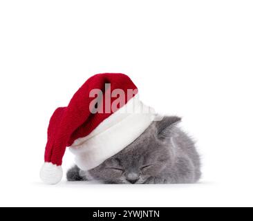 Adorabile gattino blu British Shorthair, che si stende a terra addormentato indossando il cappello di babbo natale. Isolato su sfondo bianco. Foto Stock