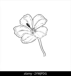 Un'illustrazione isolata del vettore floreale in fiore dell'estate. Ibisco tropicale o giglio in fiore su disegno in linea monocromatico STEM. Elemento floreale Illustrazione Vettoriale