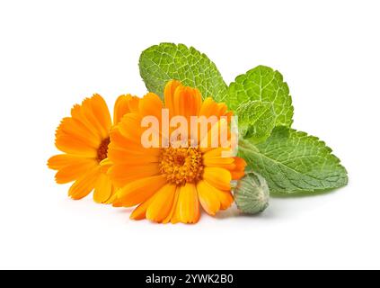 Fiore di Calendula con radice su sfondo bianco Foto Stock