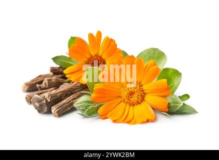 Fiore di Calendula con radice su sfondo bianco Foto Stock