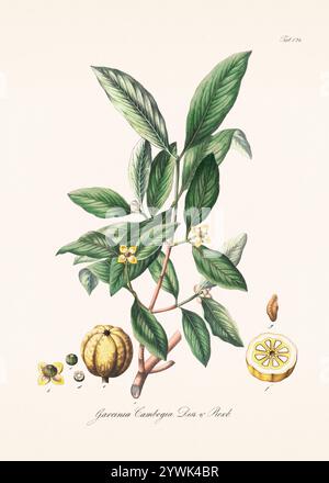 Antica illustrazione botanica del 1828. Raffigura una pianta medicinale elencata nella farmacopea austriaca del 1820, enfatizzando la sua botanica e farmac Foto Stock