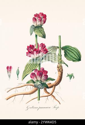 Antica illustrazione botanica del 1828. Raffigura una pianta medicinale elencata nella farmacopea austriaca del 1820, enfatizzando la sua botanica e farmac Foto Stock