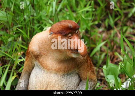 Espressione del volto scettica o non convinta, perfetta per i memi. Proboscis scimmia nel Parco Nazionale di Bako nel Borneo, Malesia. Foto Stock