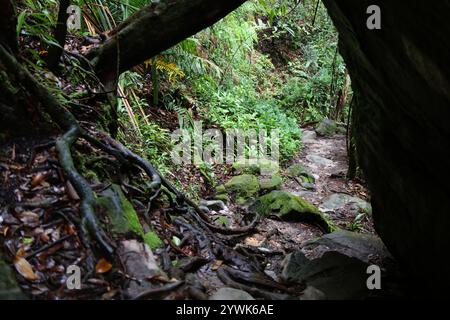 Sentiero escursionistico nella lussureggiante foresta pluviale del Parco Nazionale di Bako nel Borneo, Malesia. Foto Stock