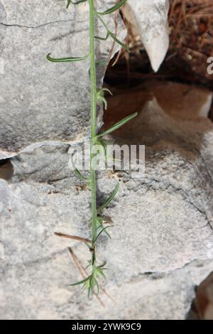 Muso di Weasel (Misopates orontium) Foto Stock