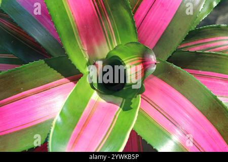 Splendide foglie variegate rosa e verde rossastre della pianta di Bromeliad Neoregelia Wolfgang Foto Stock