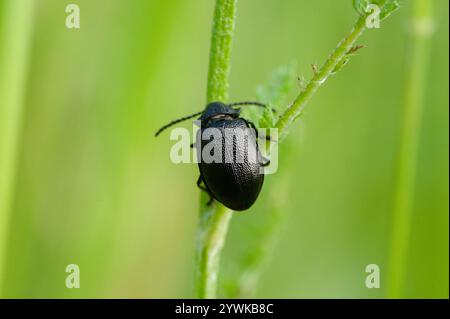 Scarabeo a foglia nera (Galeruca tanaceti) Foto Stock