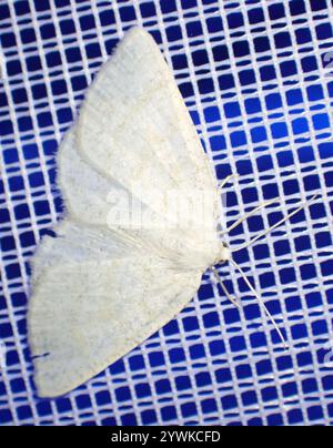 Northern Wave Moth (Cabera exanthemata) Foto Stock