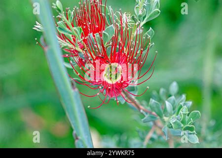 Primo piano del vivace fiore rosso della Waratah con dettagli intricati e fogliame verde alla luce del giorno Foto Stock