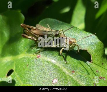 Grasshopper locomotiva (Chorthippus apricarius) Foto Stock