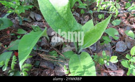 Lungwort peloso (Pulmonaria mollis) Foto Stock