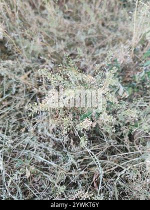 Mosto piperita a foglia stretta (Lepidium ruderale) Foto Stock