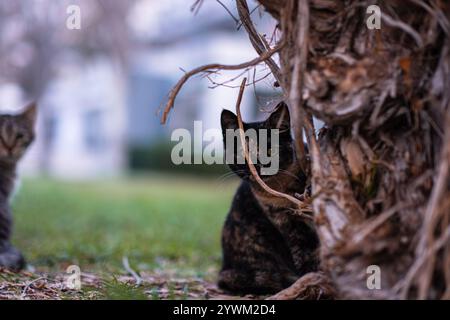 Il gatto nero con macchie rosse si nasconde dietro un albero e guarda fuori da dietro le radici. Gatto nel parco. Ritratto di un gatto randagio. Foto Stock