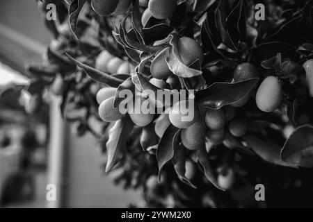 Un ricco raccolto di kumquat su un albero. I frutti di kumquat maturi sono appesi a rami tra il fogliame. Primo piano dei frutti del kumquat degli agrumi. Bella foto Foto Stock