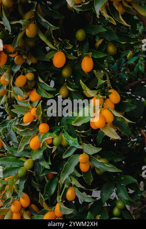 Un ricco raccolto di kumquat su un albero. I frutti di kumquat di arancia matura sono appesi a rami tra il fogliame. Primo piano dei frutti del kumquat degli agrumi. Bello Foto Stock