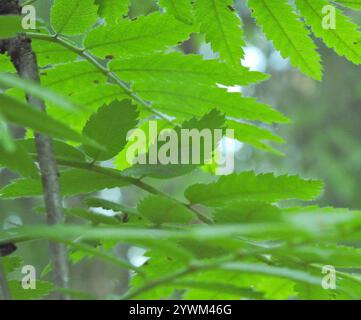 Piccolo smeraldo di erba (Chlorissa viridata) Foto Stock