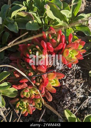 Lattuga di scoglio (Dudleya farinosa) Foto Stock