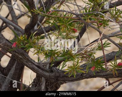 Cespuglio di tacchino crimson (Eremophila latrobei) Foto Stock
