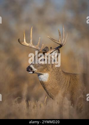 un grande trofeo in un prato in autunno Foto Stock