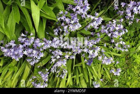 Un gruppo di campanelle spagnole fiorite (Hyacinthoides hispanica) Foto Stock