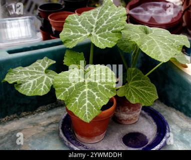 Due zucche di butternut che crescono fortemente germinate dai semi Foto Stock