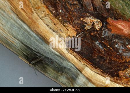 Un chiodo arrugginito, cresciuto in un tronco di albero, diventa visibile dopo che il legno è stato diviso Foto Stock