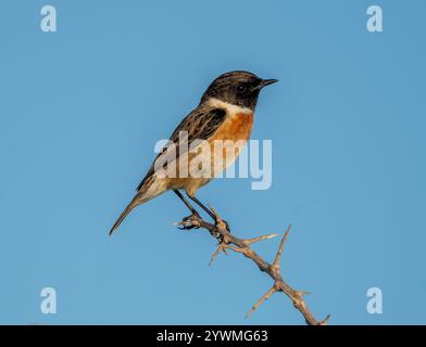 Maschio europeo Stonechat (Saxicola rubicola) Paphos, Cipro Foto Stock