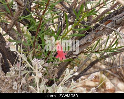 Cespuglio di tacchino crimson (Eremophila latrobei) Foto Stock