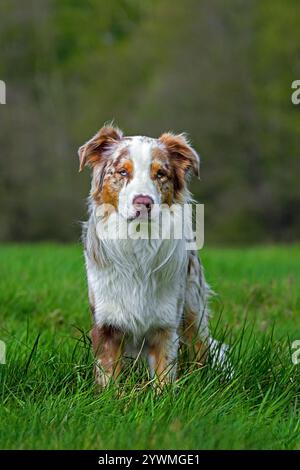 Pastore australiano / Aussie, razza di cane da allevamento degli Stati Uniti seduto nel prato Foto Stock