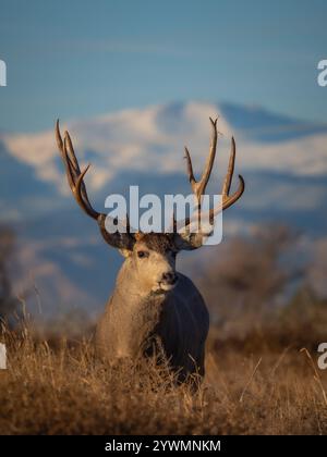 un grande cervo mulo che cammina in un prato Foto Stock