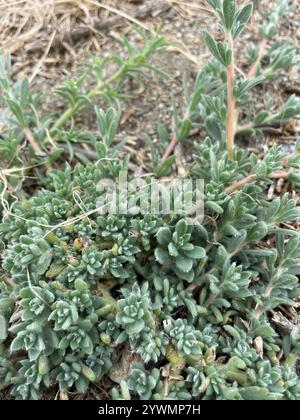 Fivehorn smotherweed (Bassia hyssopifolia) Foto Stock