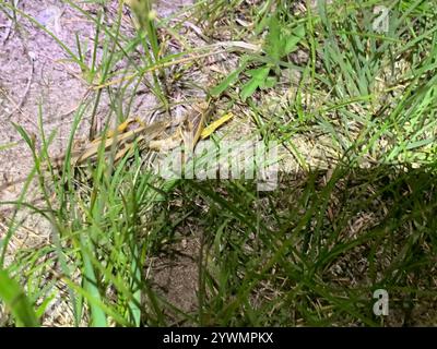 Grasshopper con ali di corallo (Pardalophora apiculata) Foto Stock