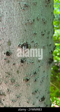 Fungo canker della corteccia di faggio (Neonectria faginata) Foto Stock