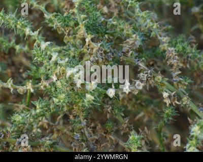 Cardo Russo meridionale (Salsola australis) Foto Stock