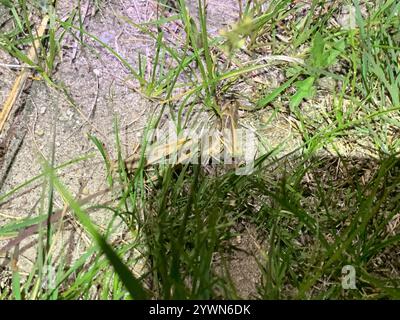 Grasshopper con ali di corallo (Pardalophora apiculata) Foto Stock