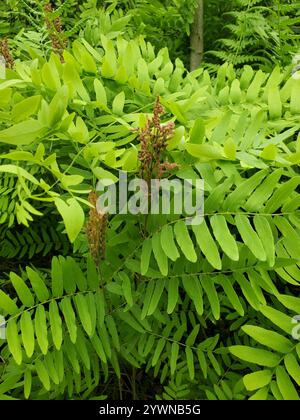 American Royal Fern (Osmunda spectabilis) Foto Stock