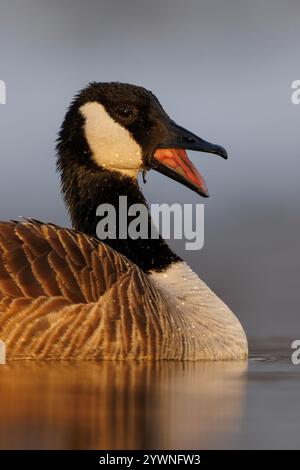 Un ritratto di un'oca del Canada che fa uscire uno sbadiglio. Foto Stock