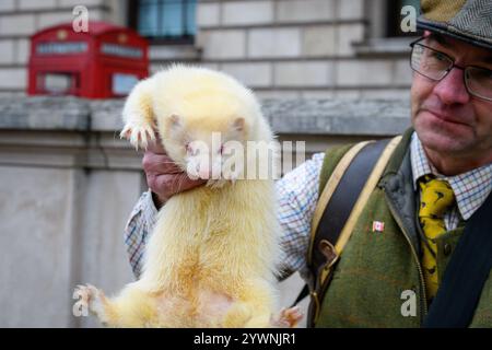 Londra, Regno Unito. 11 dicembre 2024. Un uomo detiene un furetto albino mentre gli agricoltori organizzano una seconda protesta a Westminster contro i cambiamenti alla tassa sulle successioni agricole annunciati dal cancelliere Rachel Reeves nel bilancio di ottobre. La protesta, organizzata da "Save British Farming” e "Fairness for Farmers”, ha riempito gran parte di Whitehall di trattori prima di passare davanti alle camere del Parlamento. Crediti: Ron Fassbender/Alamy Live News Foto Stock