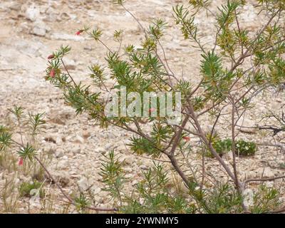 Cespuglio di tacchino crimson (Eremophila latrobei) Foto Stock