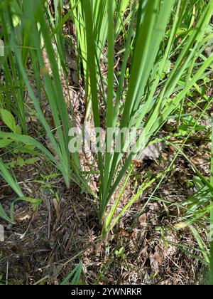 Bandiera blu sottile (Iris prismatica) Foto Stock