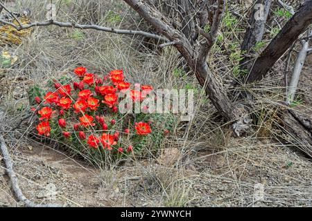 Il cactus della tazza di Claret fiorisce tra il boschetto Foto Stock