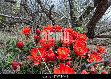 Chiudere la tazza di claretto in fiore tra gli ispidi Foto Stock