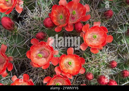 Vista dall'alto verso il basso dei brillanti fiori di cactus della tazza di claretto Foto Stock