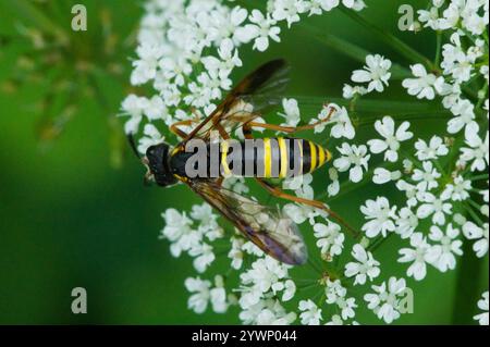 Nobili vespe-sawfly (vespa Tenthredo) Foto Stock
