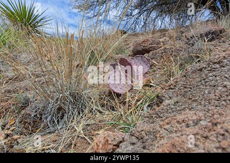 Cactus di fichi d'India viola annidato tra rocce vulcaniche sul pendio del North Ridge Trail alle pendici delle colline del monte Davis Foto Stock