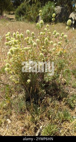 Legno spagnolo maggiorana (Thymus mastichina) Foto Stock