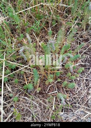 Pietra riflettente (Petrosedum rupestre) Foto Stock