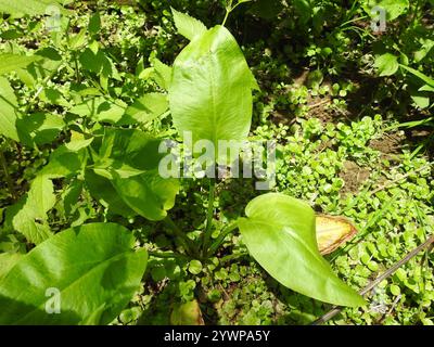 Piantagione acquatica americana (Alisma subcordatum) Foto Stock